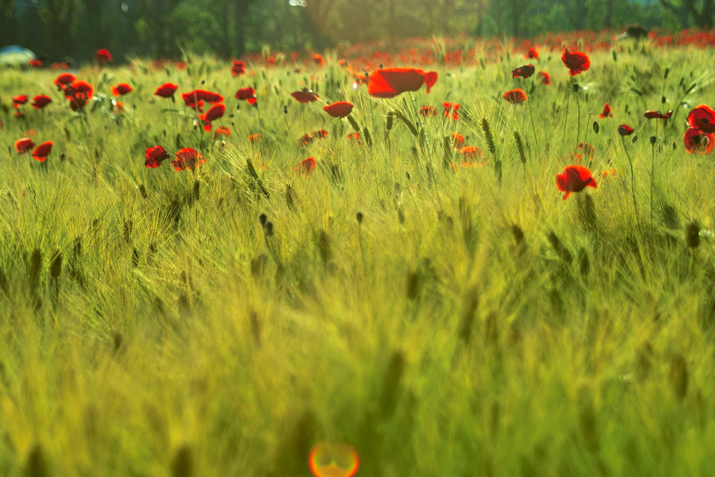 Sigma SD14 sample photo. Red poppy in forage barley photography