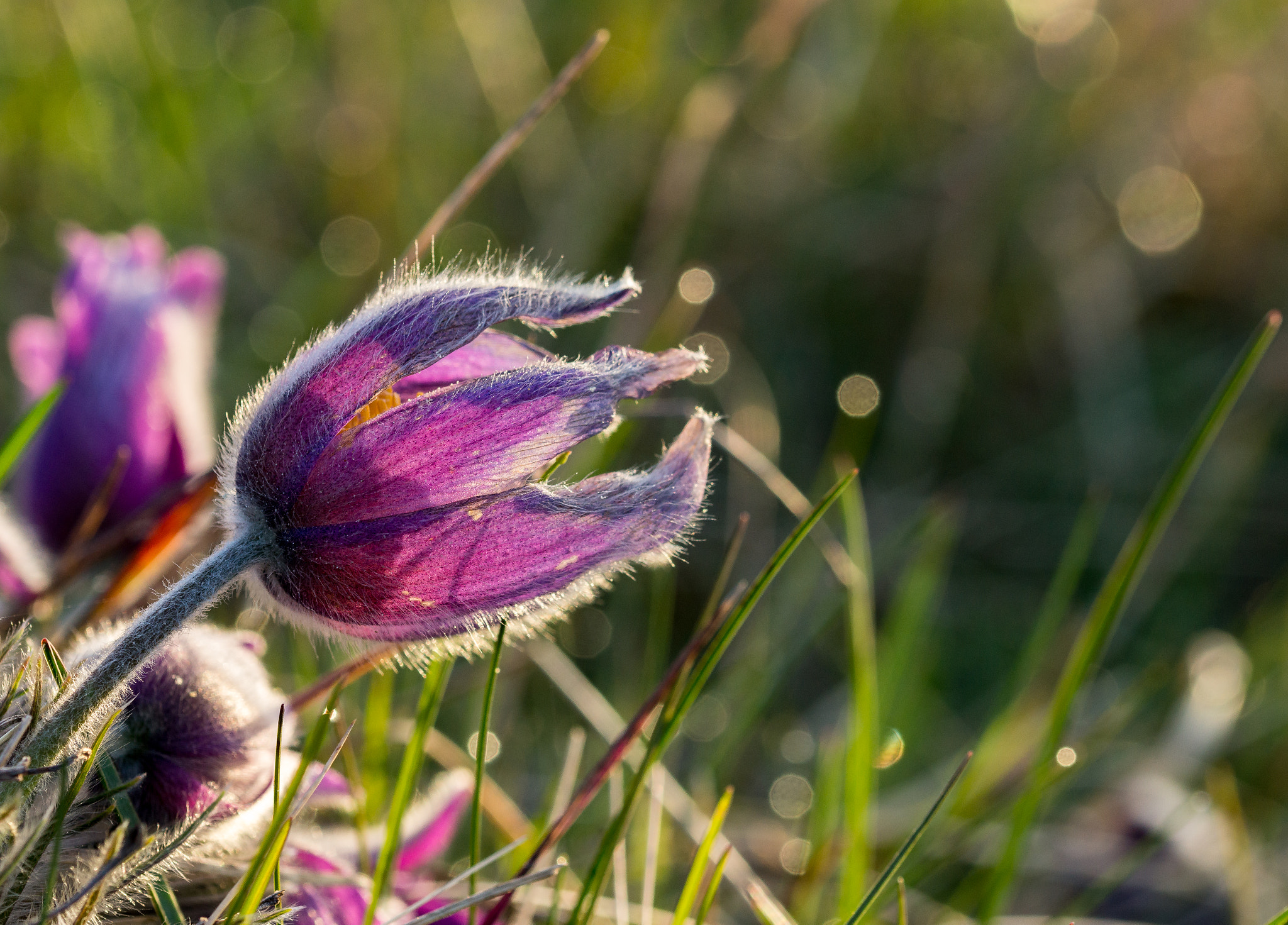 Sony SLT-A77 + 105mm F2.8 sample photo. Bokeh anemone pulsatilla photography
