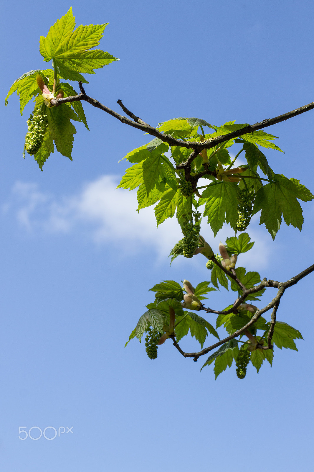 Canon EOS M + Canon EF 50mm F1.4 USM sample photo. The green shoots of spring photography