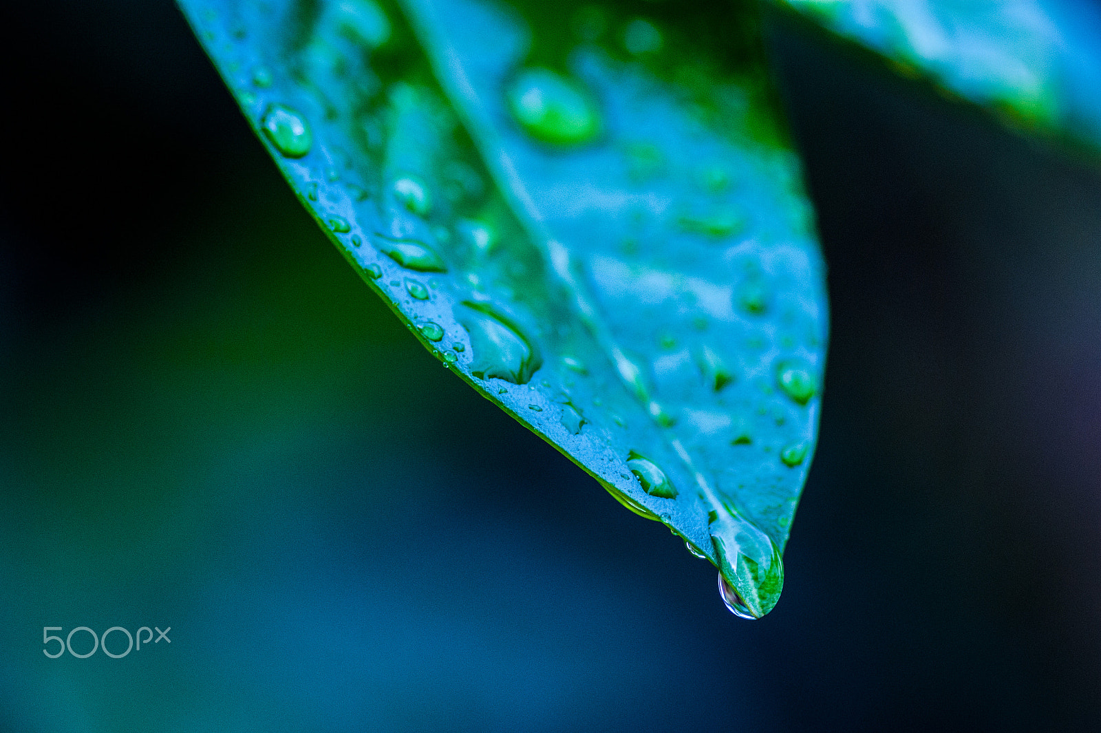 Sony Alpha DSLR-A350 + Sigma 30mm F1.4 EX DC HSM sample photo. Rain photography