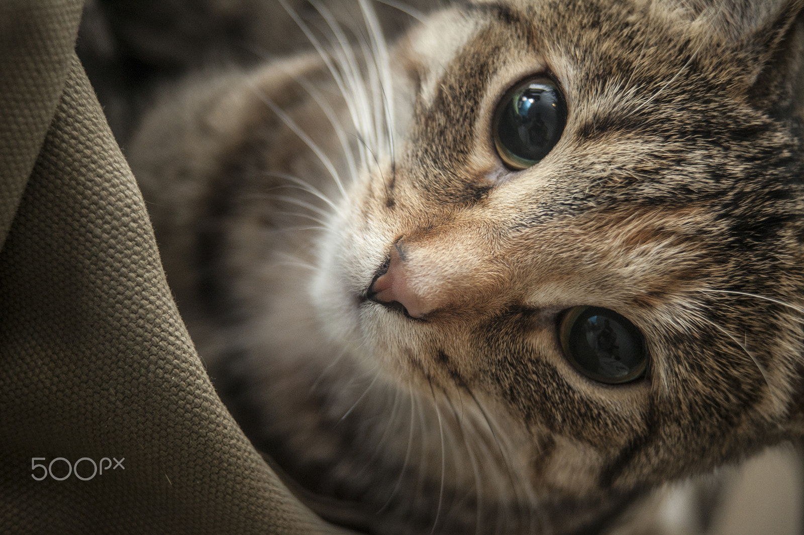 Canon EF 35-105mm f/3.5-4.5 sample photo. Cat bag photography