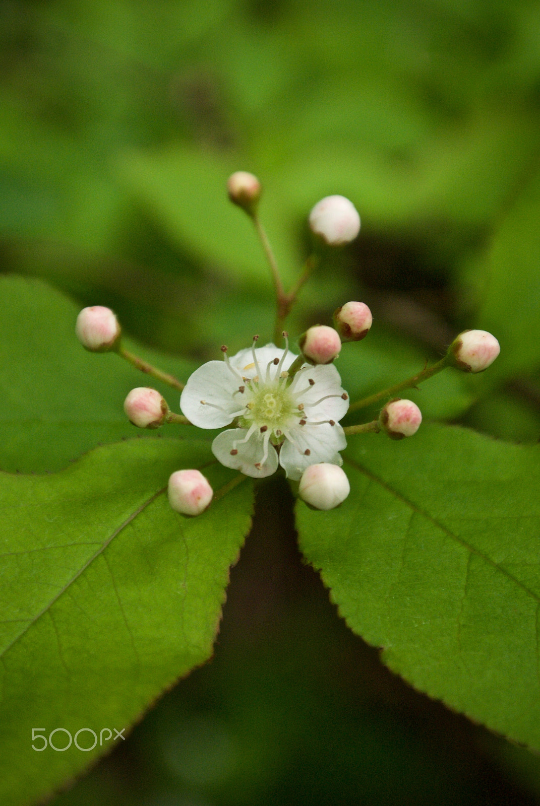 Nikon 1 J2 sample photo. Wildflower photography