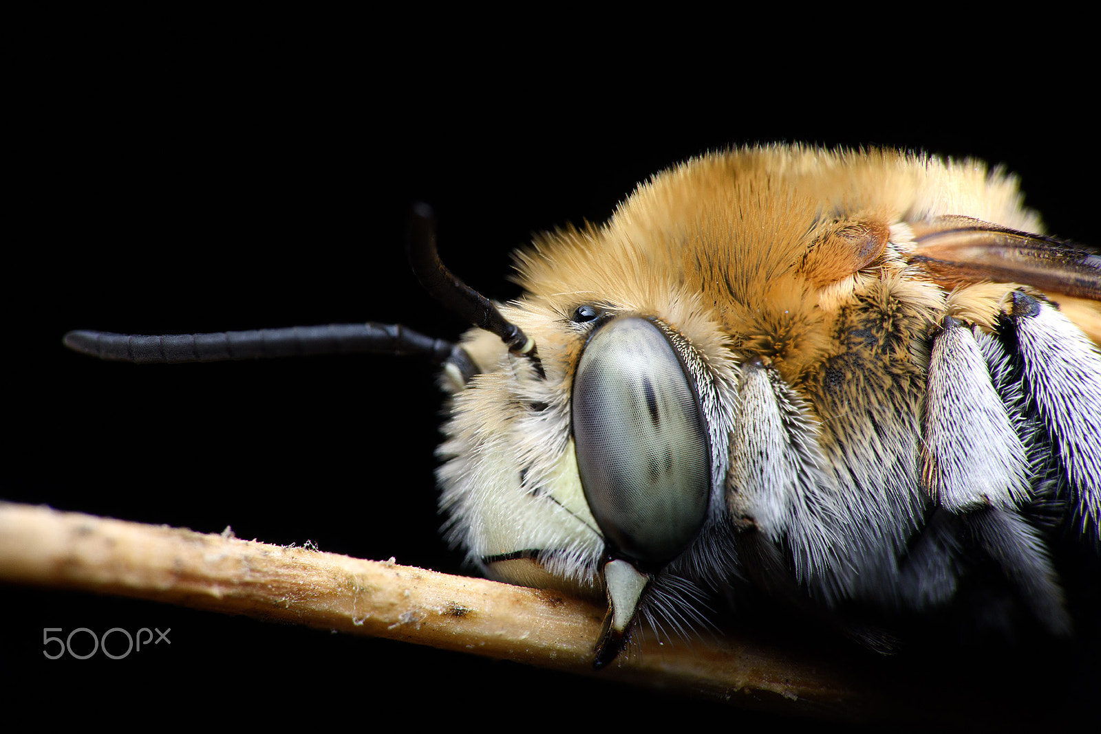 Sigma 150mm F2.8 EX DG Macro HSM sample photo. Sleepy profile photography