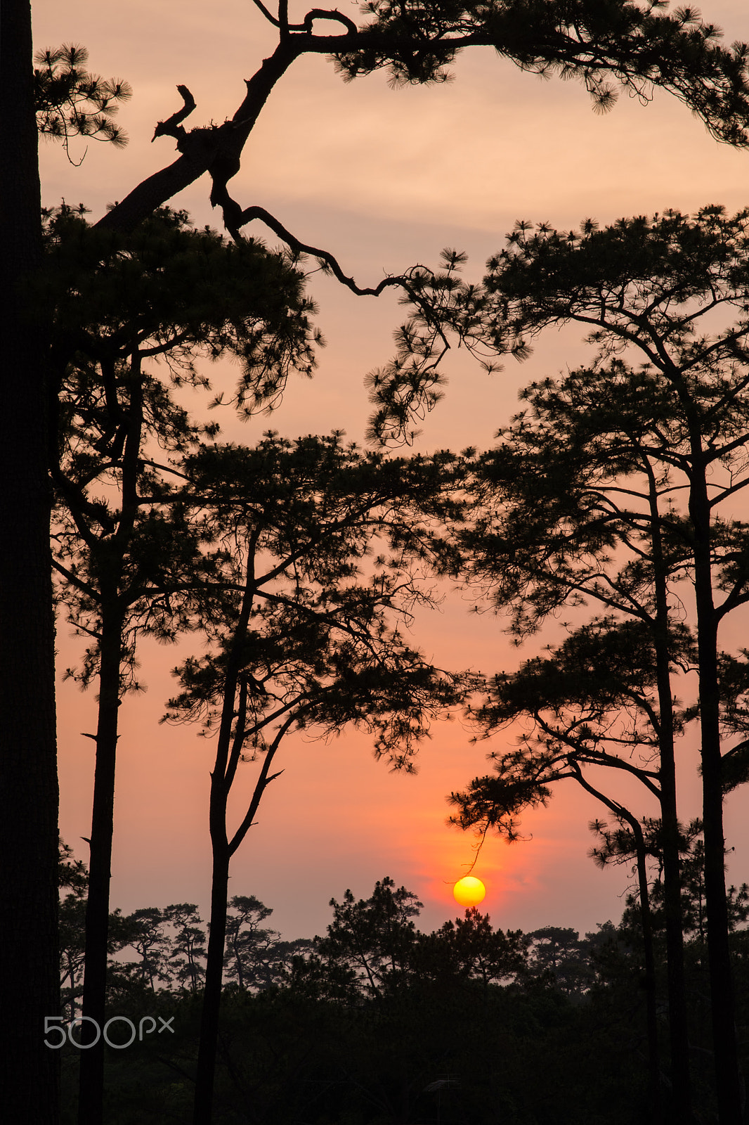 Nikon D5200 + Sigma 17-70mm F2.8-4 DC Macro OS HSM | C sample photo. Pine sunset silhouette photography