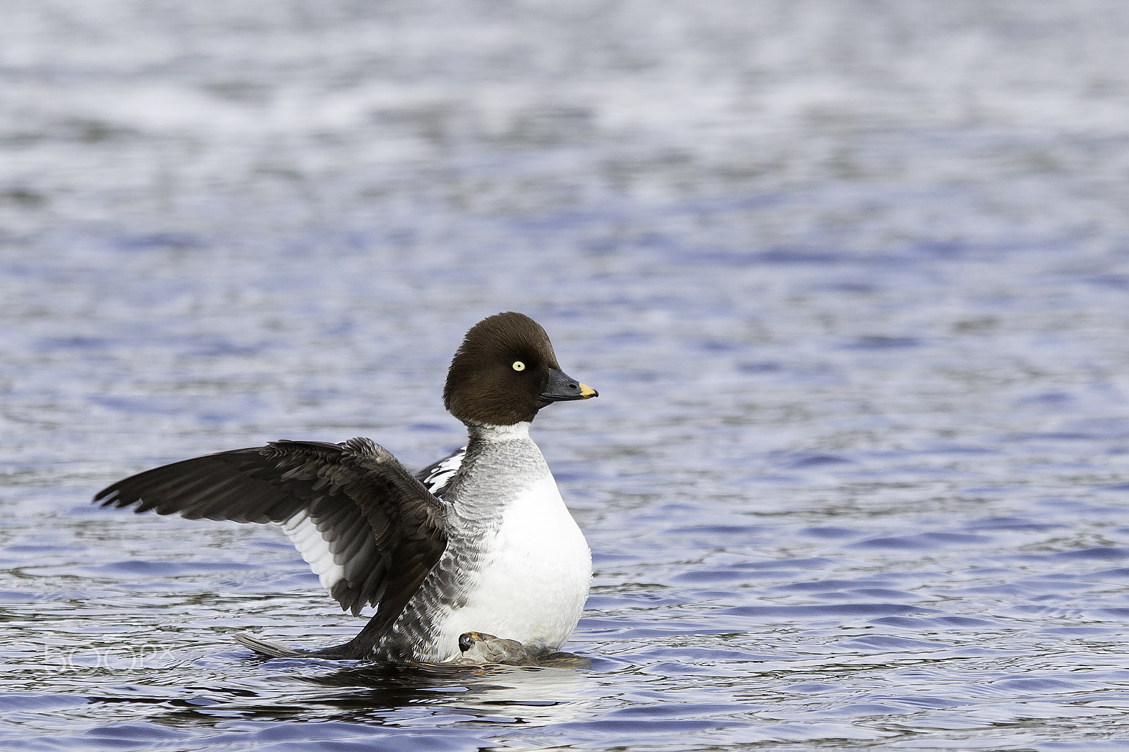 Sigma 70-200mm F2.8 EX DG OS HSM sample photo. Telkkä naaras. goldeneye photography
