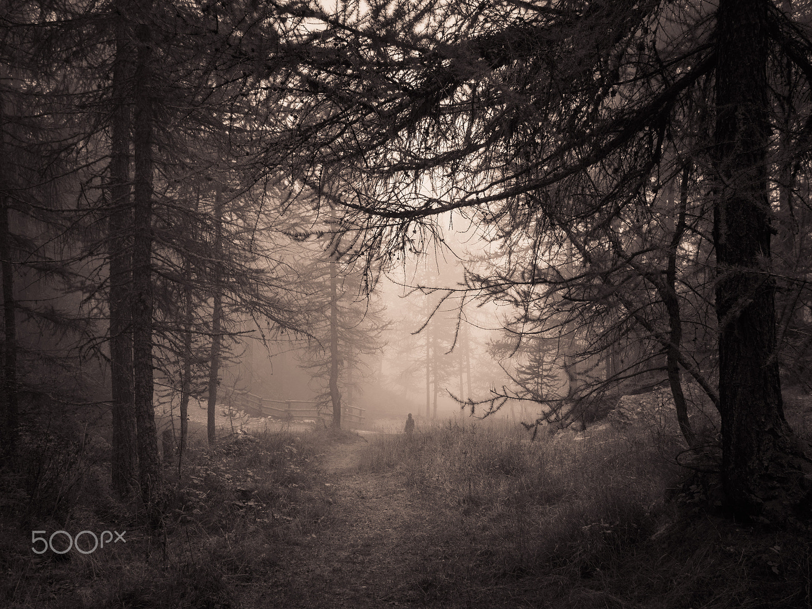 Olympus OM-D E-M10 + Panasonic Lumix G 20mm F1.7 ASPH sample photo. Lost in the woods photography
