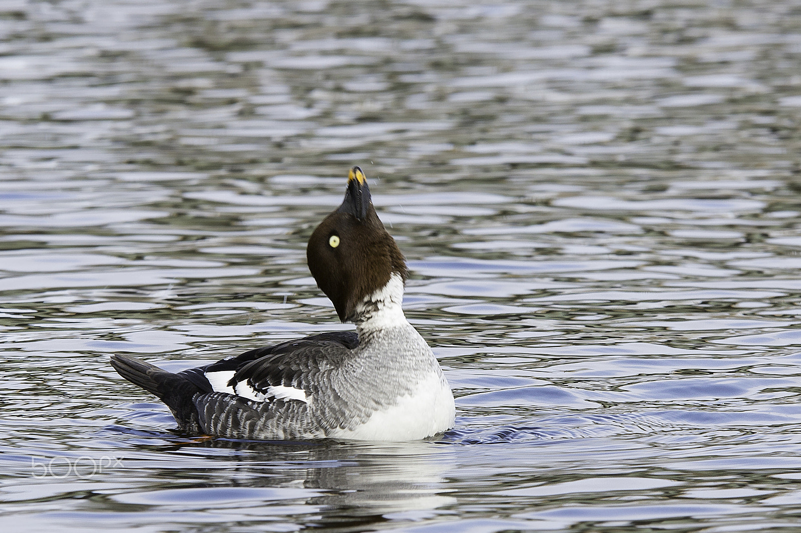 Sigma 70-200mm F2.8 EX DG OS HSM sample photo. Telkkä naaras. goldeneye photography