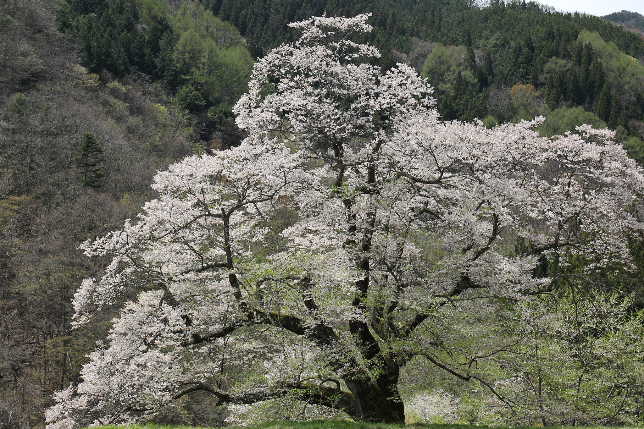 Canon EOS-1D Mark IV sample photo. One big cherry tree which becomes more than 500 years years old photography