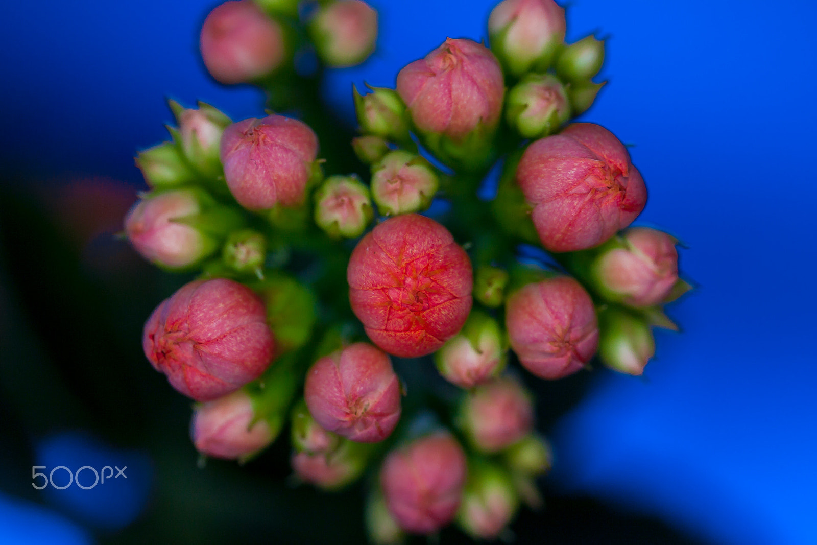 Canon EOS 5D + Canon EF 100mm F2.8L Macro IS USM sample photo. Blume i photography