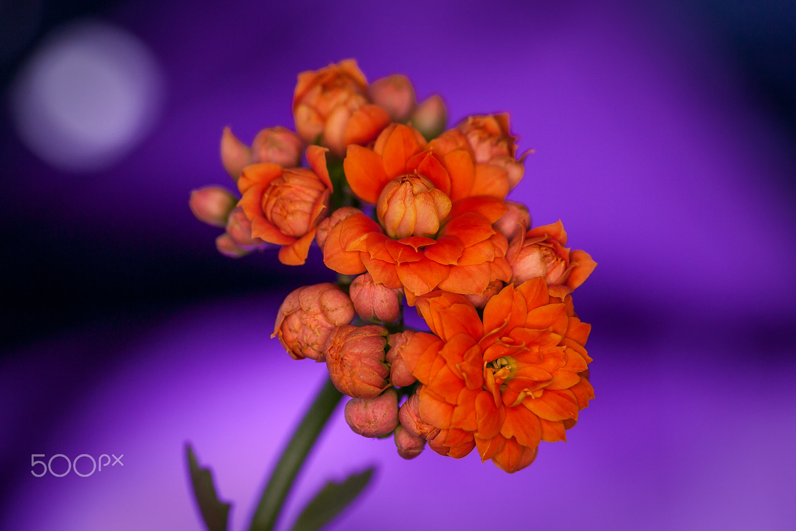 Canon EOS 5D + Canon EF 100mm F2.8L Macro IS USM sample photo. Blume iii photography