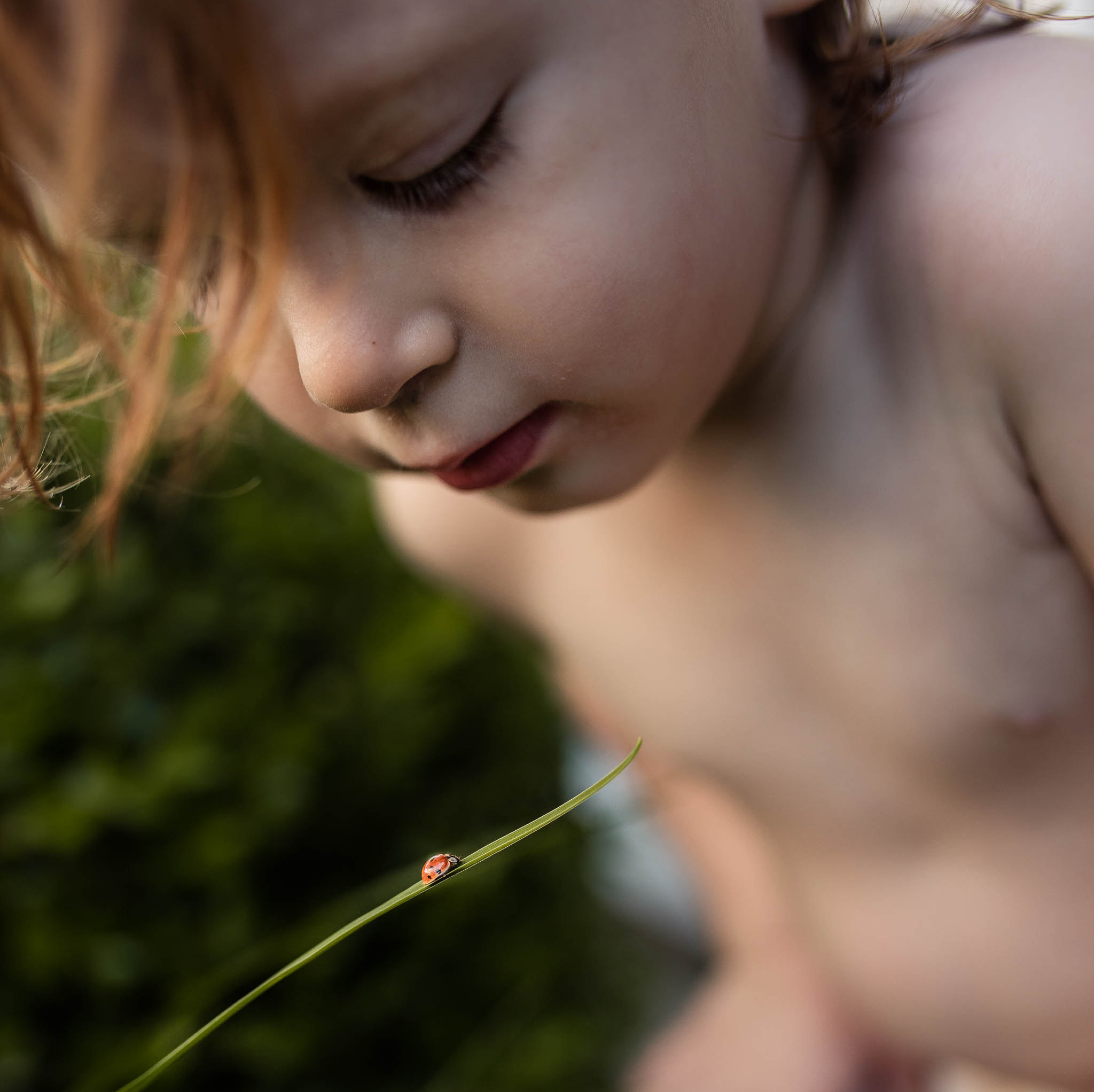 Sigma 35mm F1.4 DG HSM Art sample photo. Ladybug and curiousity photography