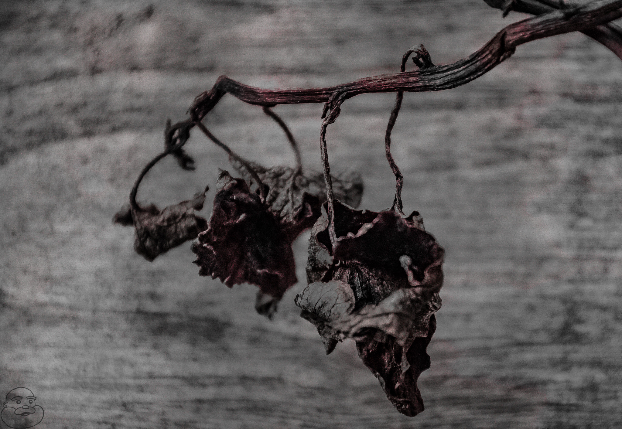 Canon EOS 760D (EOS Rebel T6s / EOS 8000D) sample photo. Leaf trinity photography