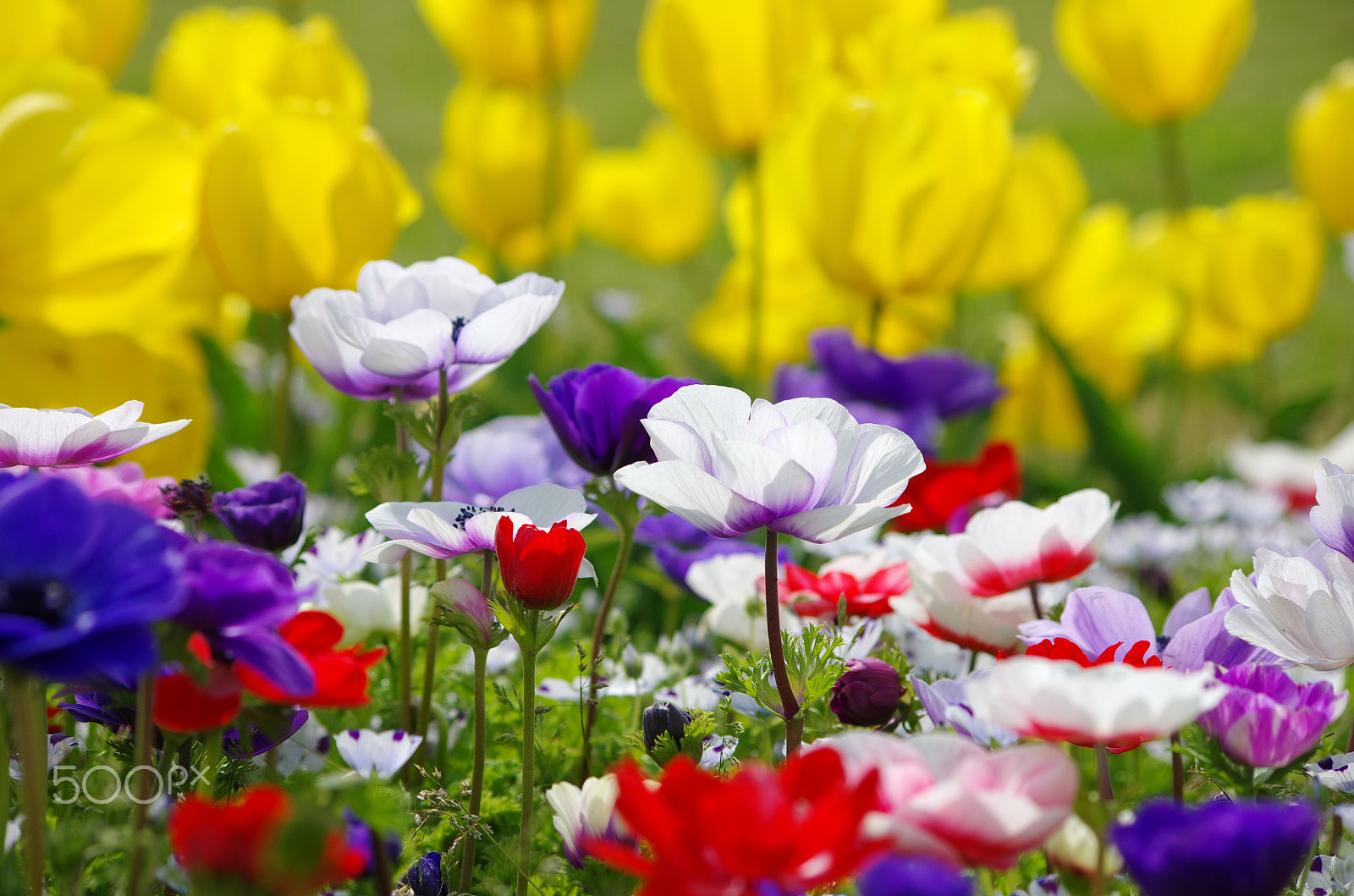 smc PENTAX-DA L 55-300mm F4-5.8 ED sample photo. Multicolored photography
