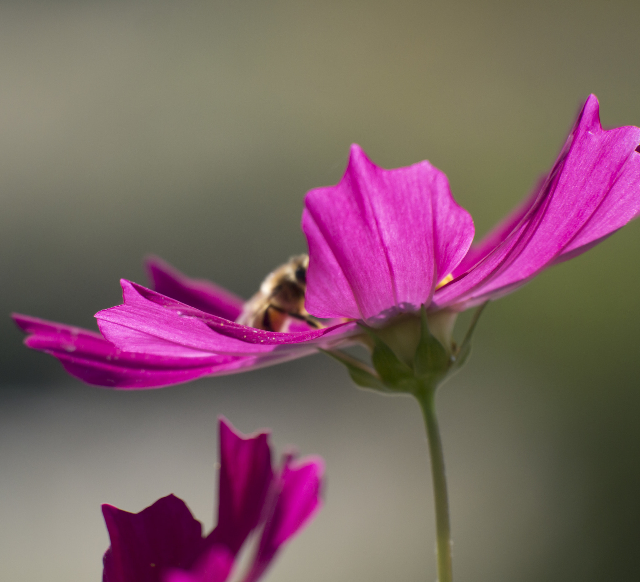 Panasonic Lumix DMC-GX7 sample photo. Cosmos photography