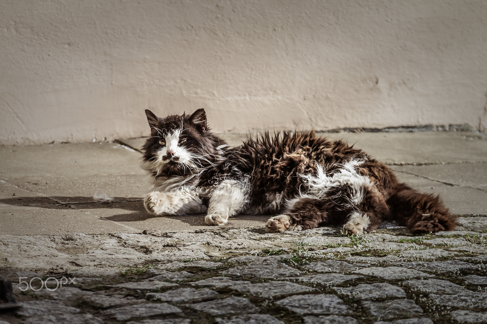 Sigma 18-250mm F3.5-6.3 DC OS HSM sample photo. Bad cat with tousled fur photography