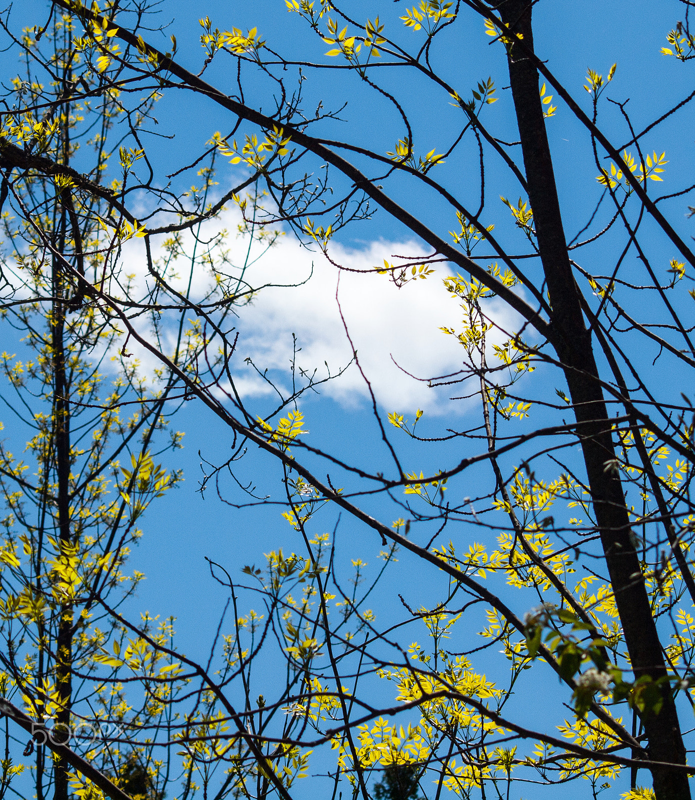 Olympus E-620 (EVOLT E-620) sample photo. Through the trees photography