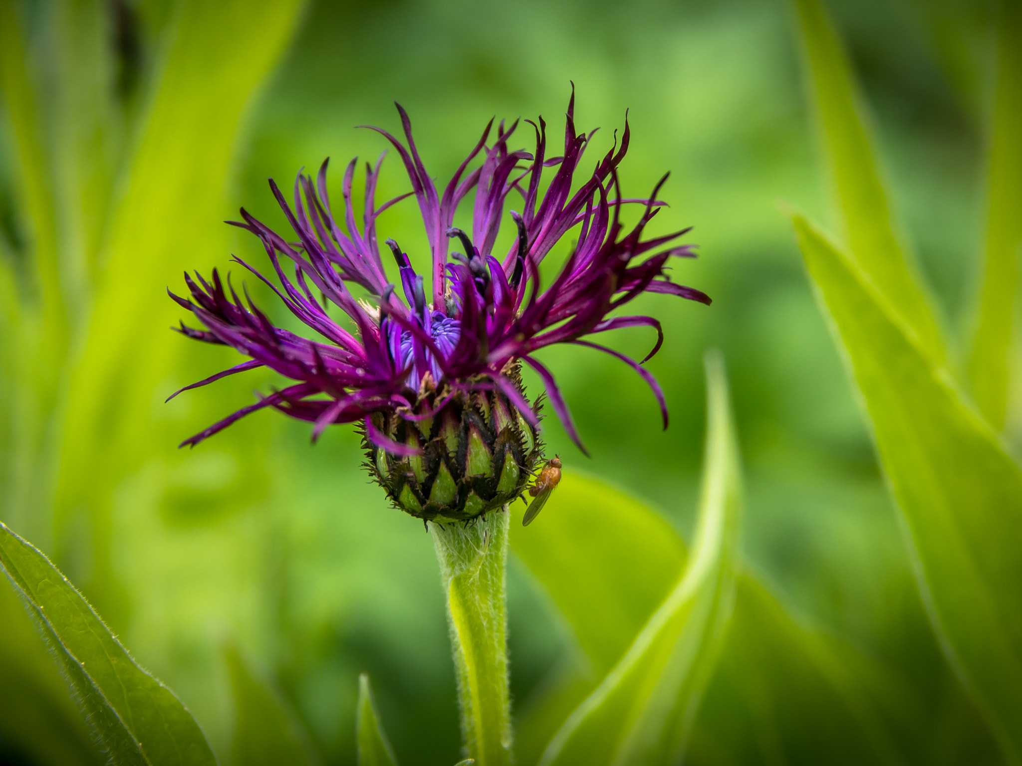 Olympus PEN E-PL6 sample photo. Flower of scotland photography