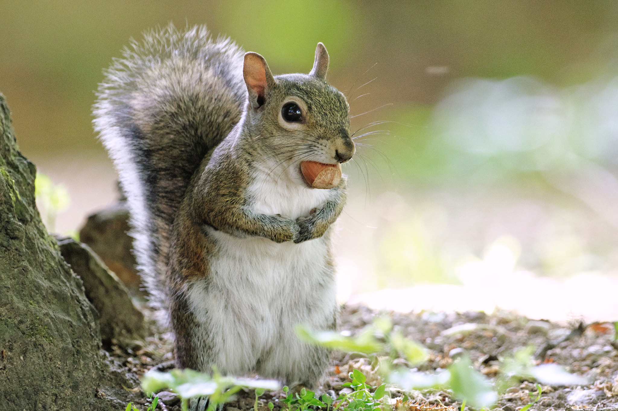 Pentax K-3 sample photo. American squirrel - scoiattolo americano photography