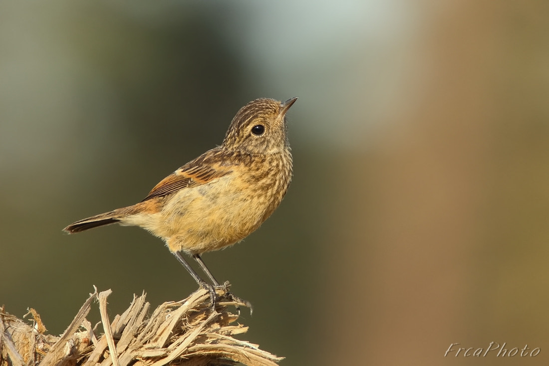 Sigma 50-500mm f/4-6.3 APO HSM EX sample photo. Saxicola rubicola juv. bramborníček černohlavý, photography