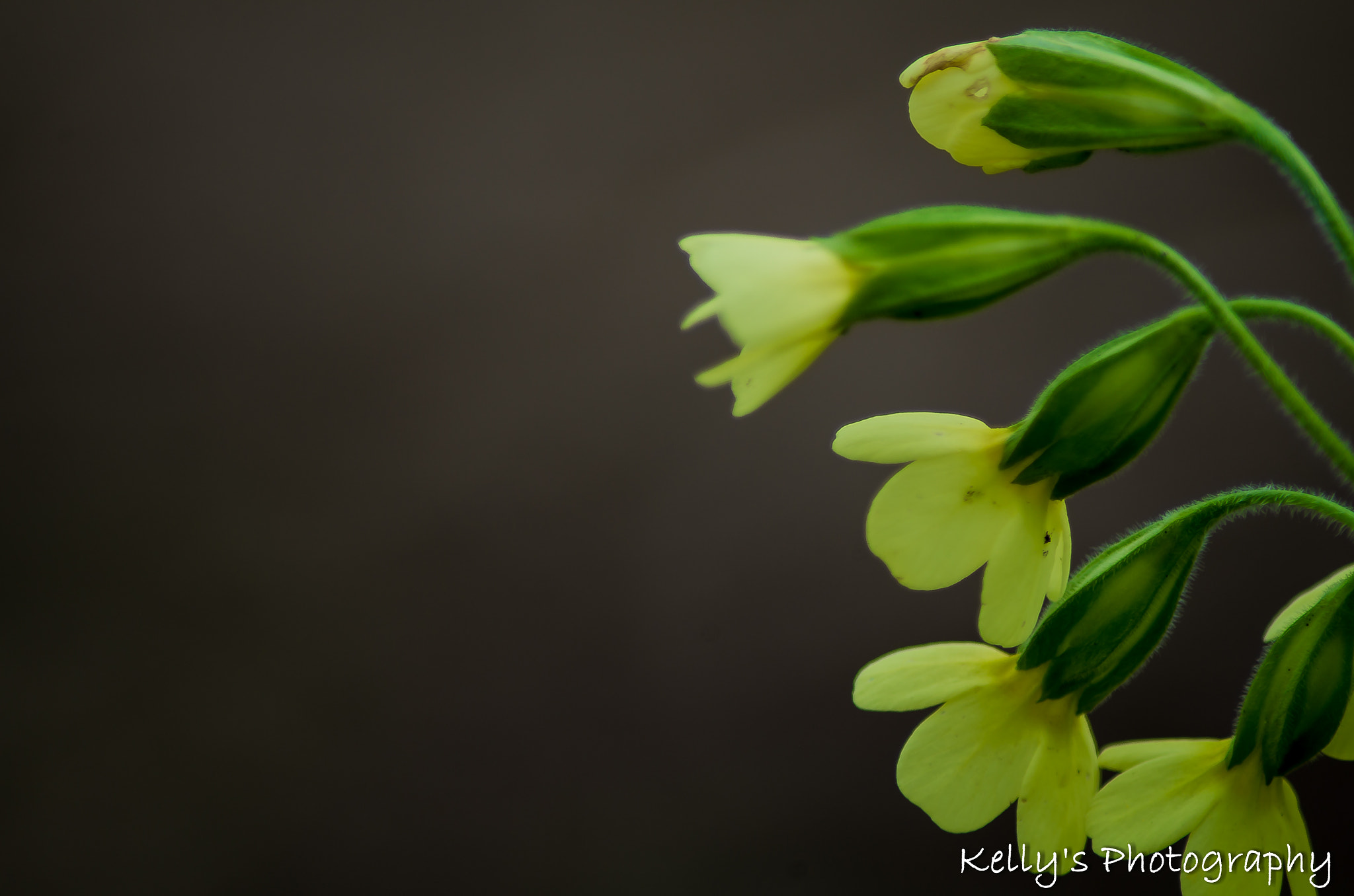 Pentax K-50 + Tamron AF 70-300mm F4-5.6 Di LD Macro sample photo. Cowslip photography