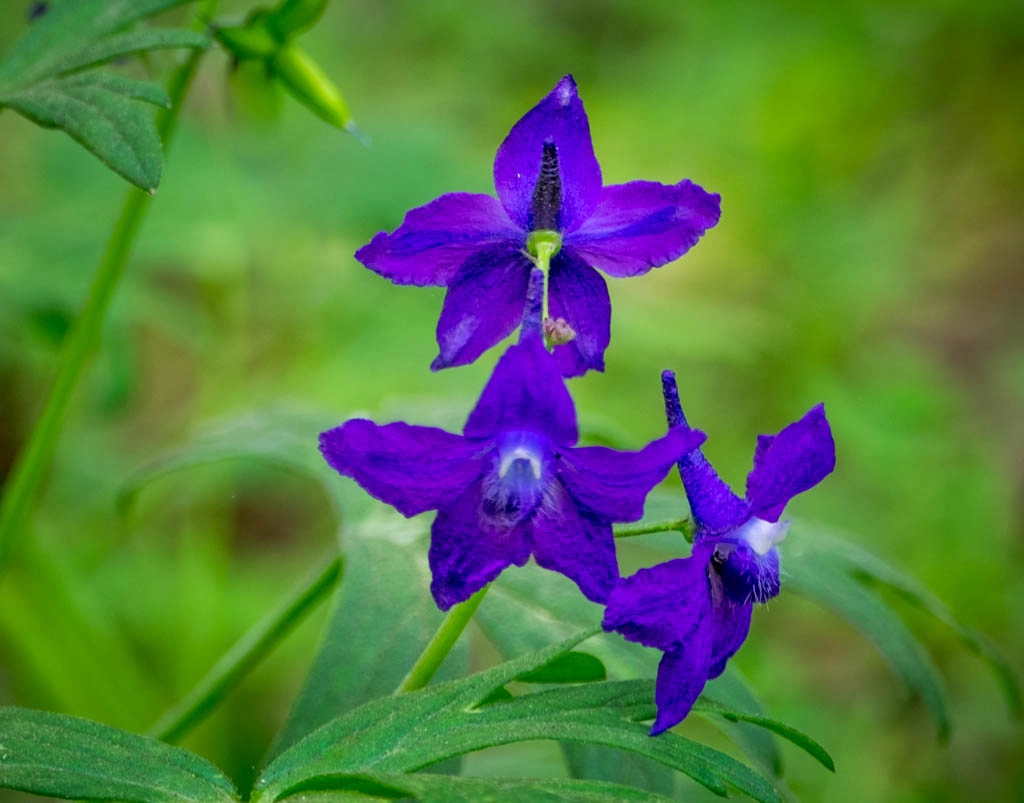 XF100-400mmF4.5-5.6 R LM OIS WR + 1.4x sample photo. Purple prince photography