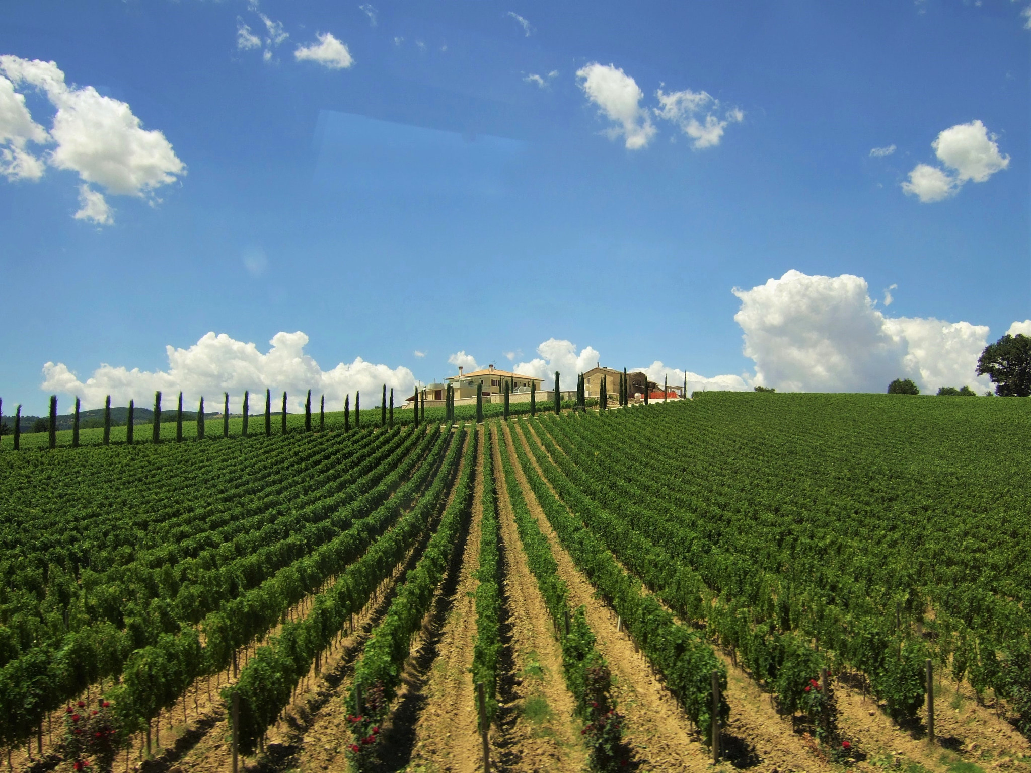 Fujifilm FinePix F31fd sample photo. Toscana vineyards photography