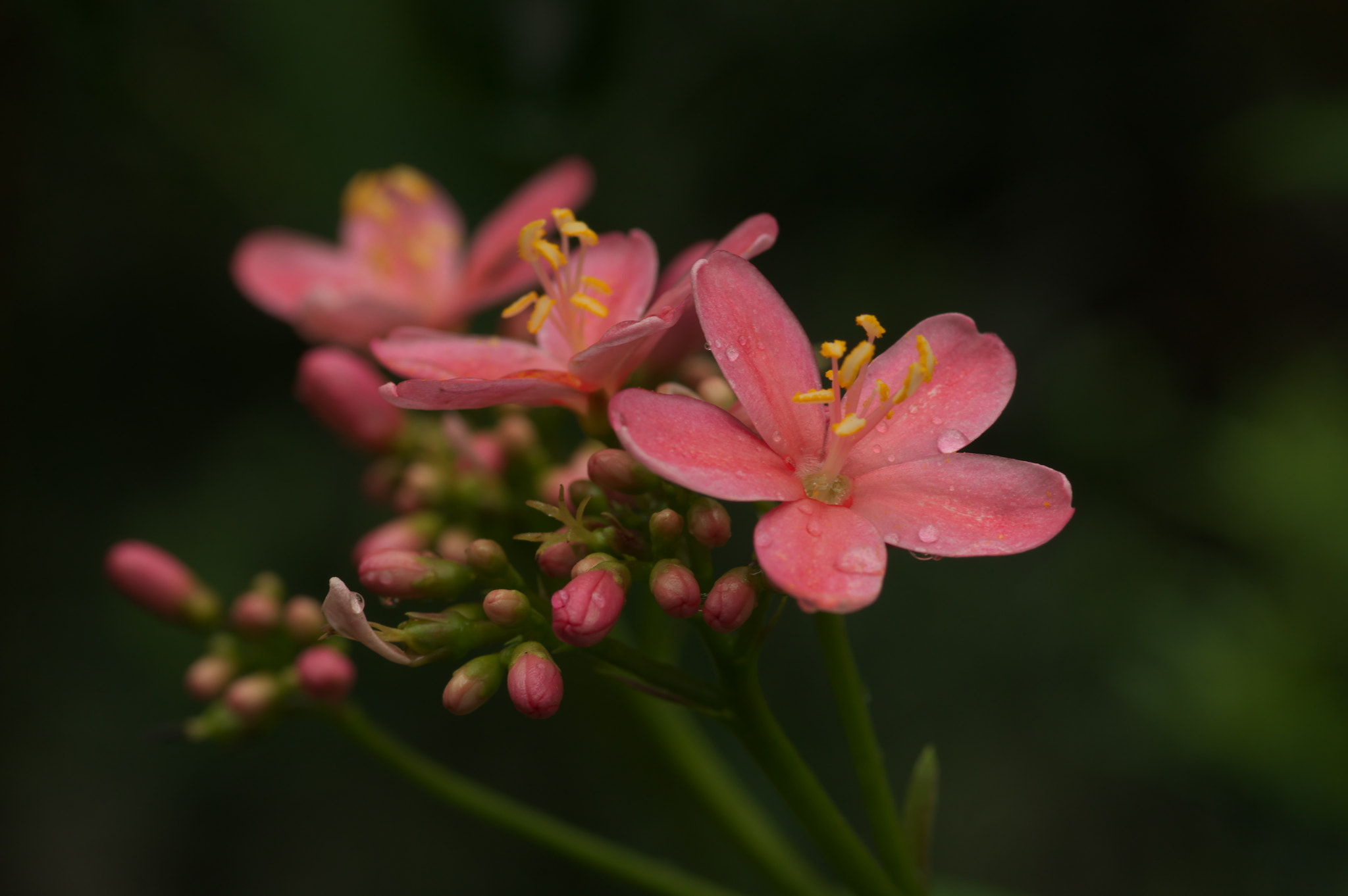 Pentax smc D-FA 100mm F2.8 Macro WR sample photo. Raining photography