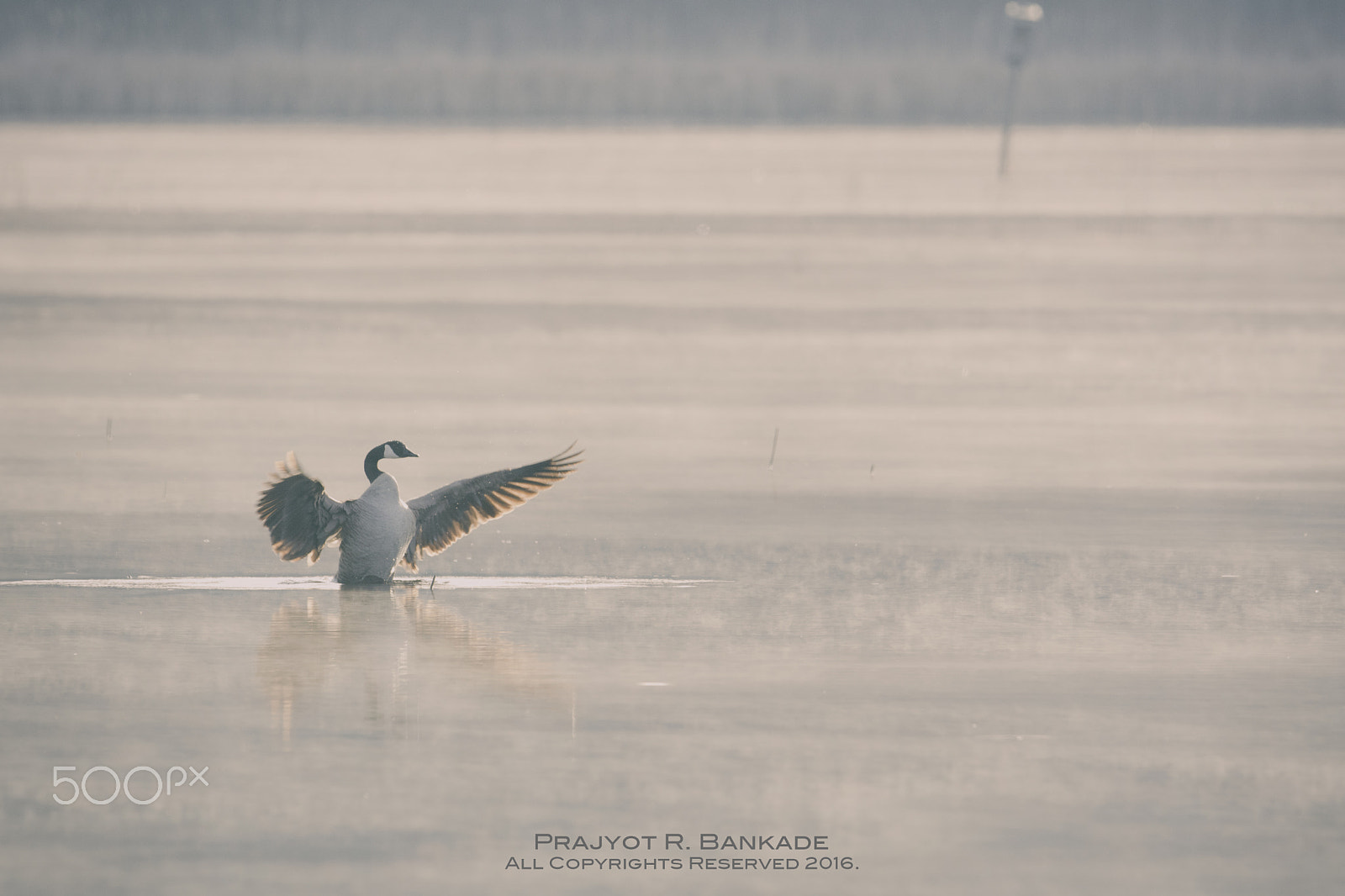 Nikon D7200 + Nikon AF-S Nikkor 500mm F4G ED VR sample photo. One misty morning photography