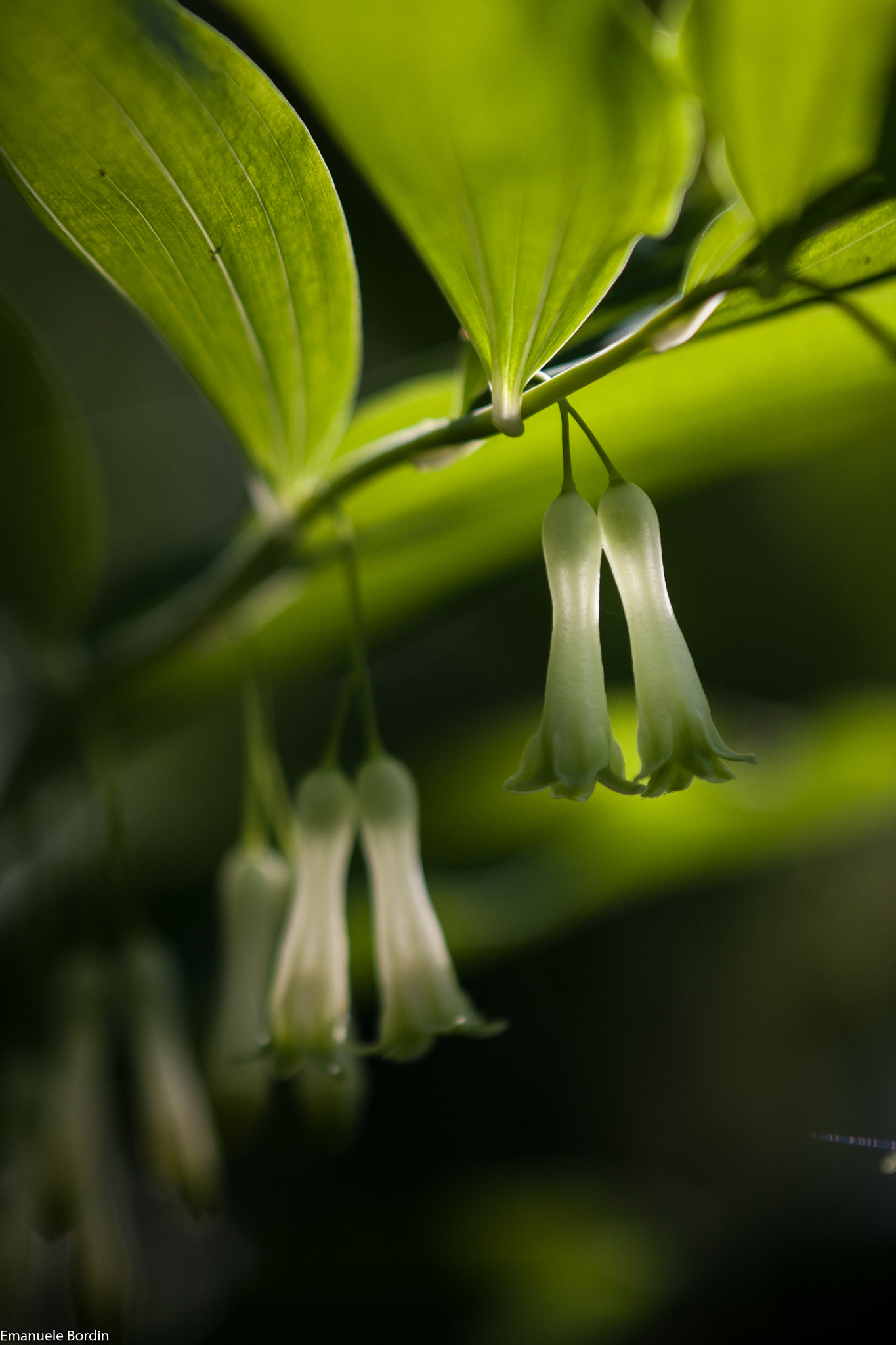 Canon EOS 40D + Tamron SP AF 180mm F3.5 Di LD (IF) Macro sample photo. Polygonatum multiflorum photography