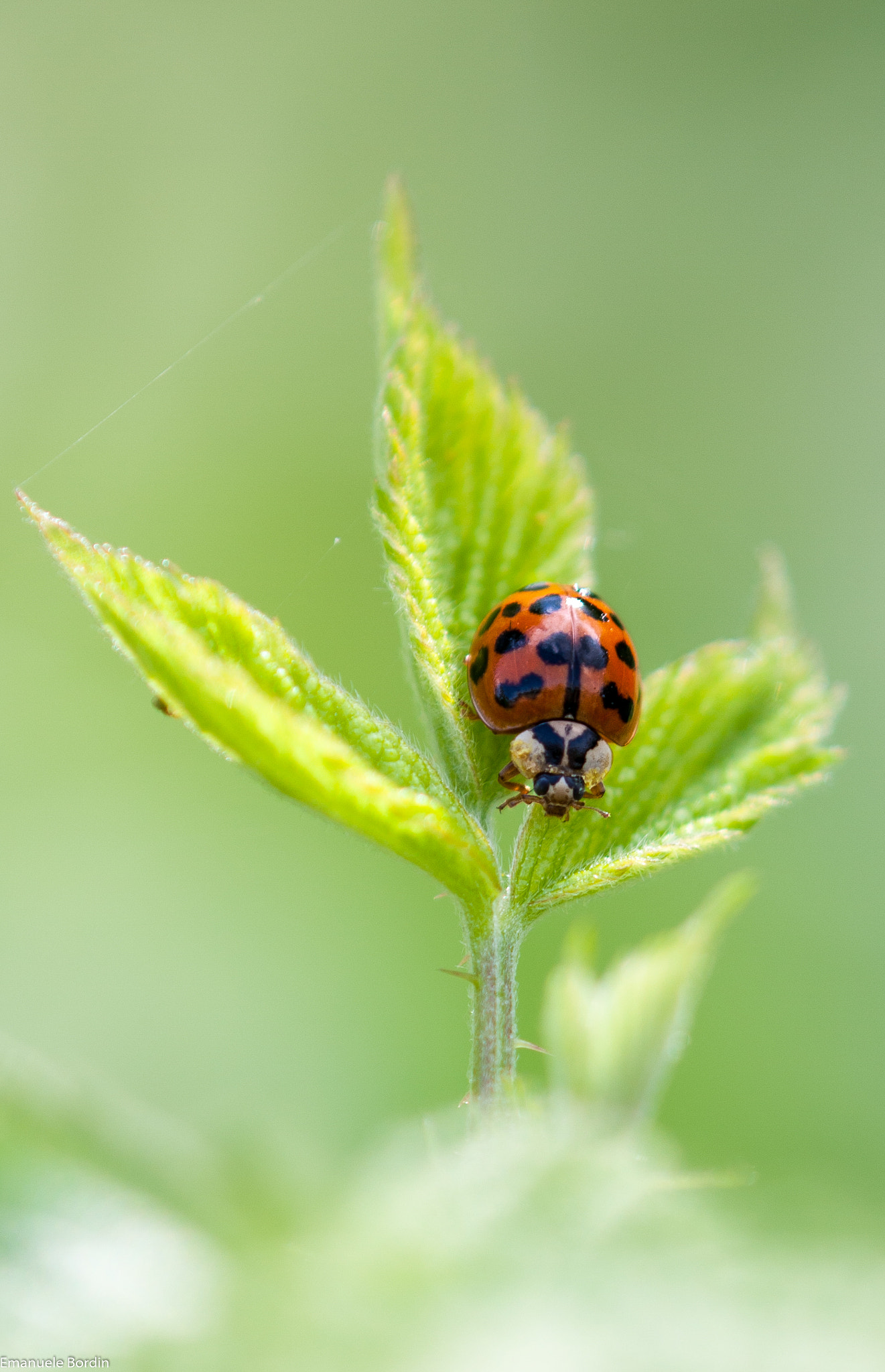 Canon EOS 40D + Tamron SP AF 180mm F3.5 Di LD (IF) Macro sample photo. Ladybug photography