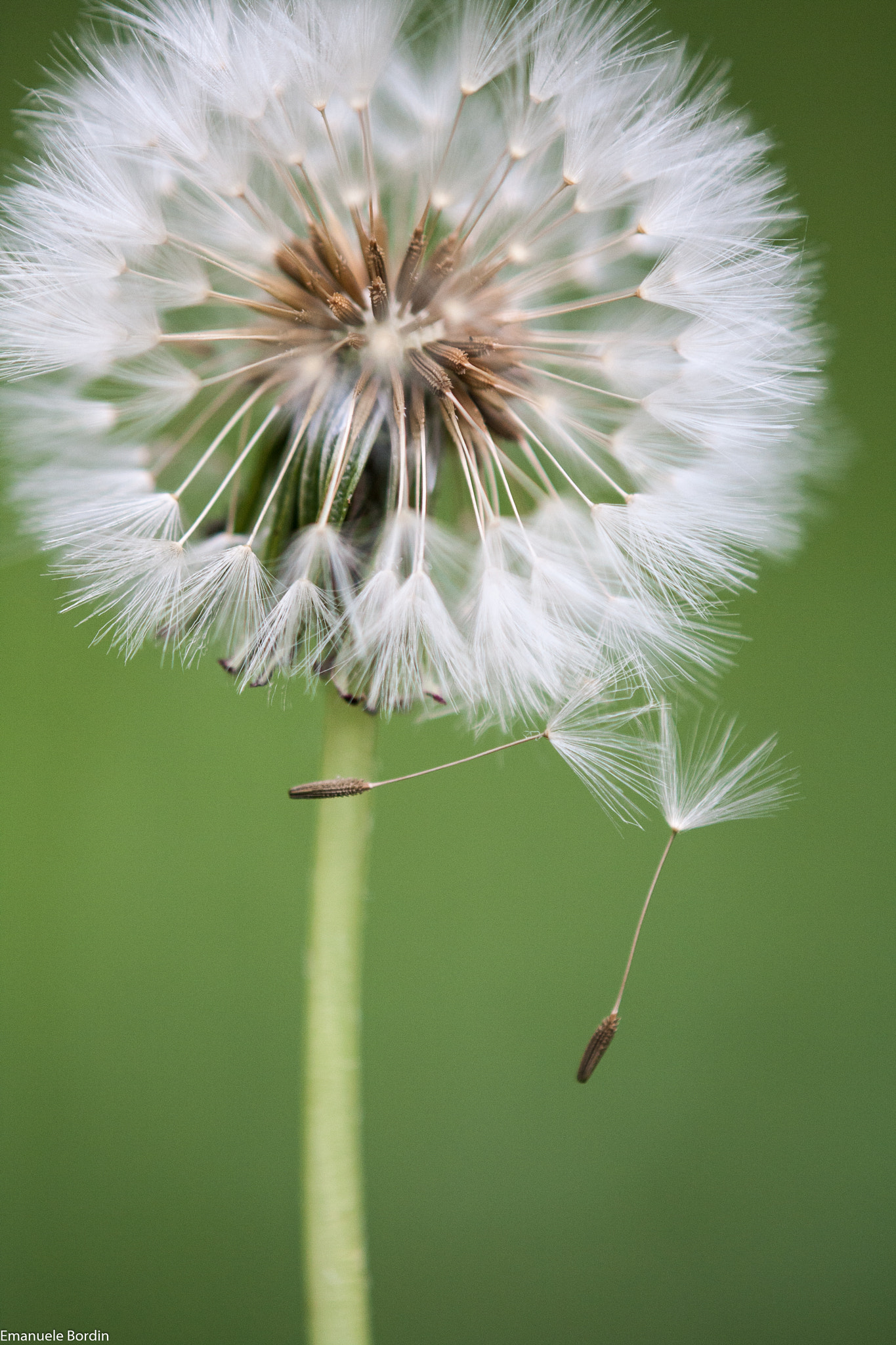 Canon EOS 40D + Tamron SP AF 180mm F3.5 Di LD (IF) Macro sample photo. Dandelion photography