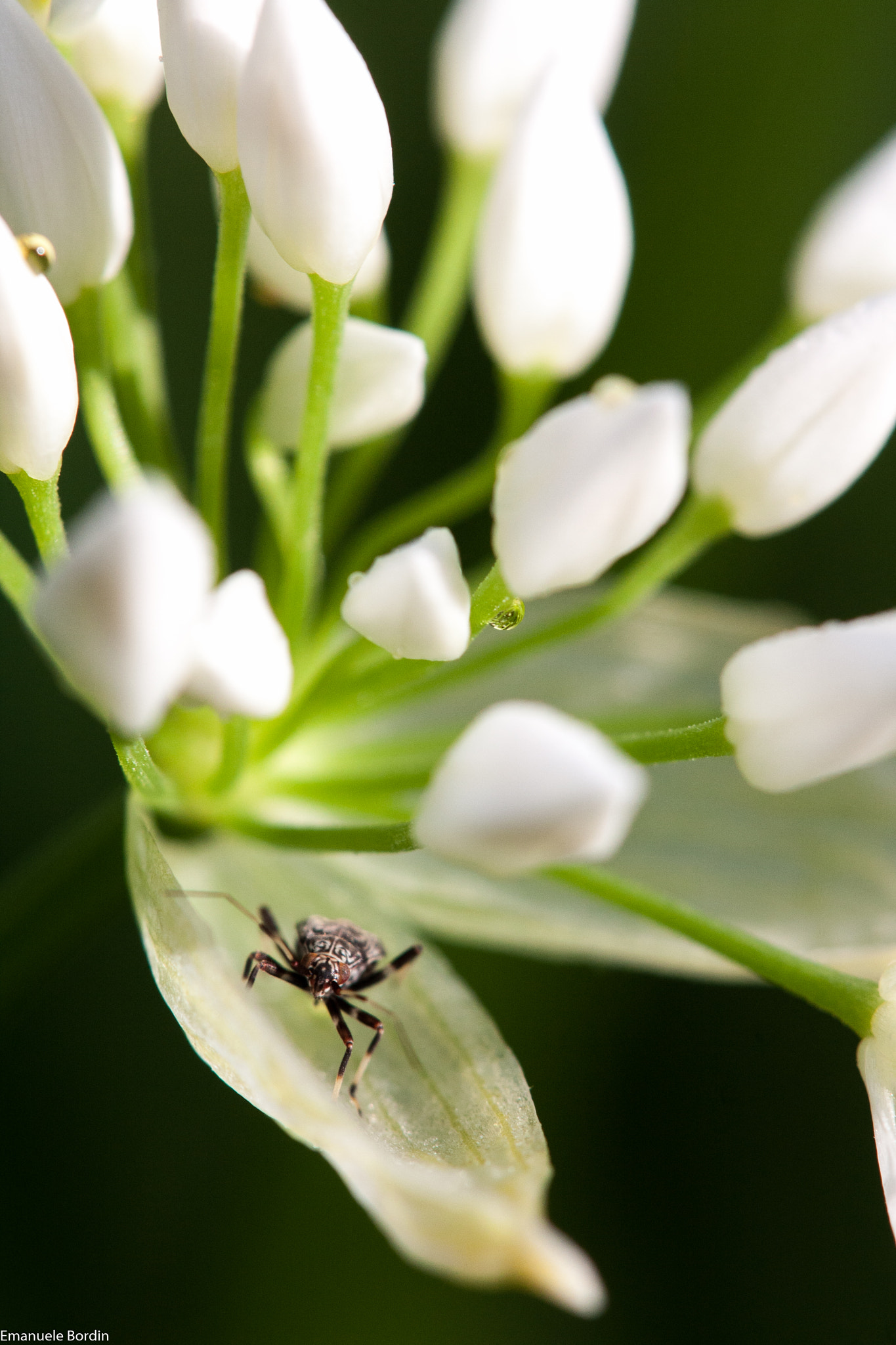 Canon EOS 40D + Tamron SP AF 180mm F3.5 Di LD (IF) Macro sample photo. Wild garlic photography