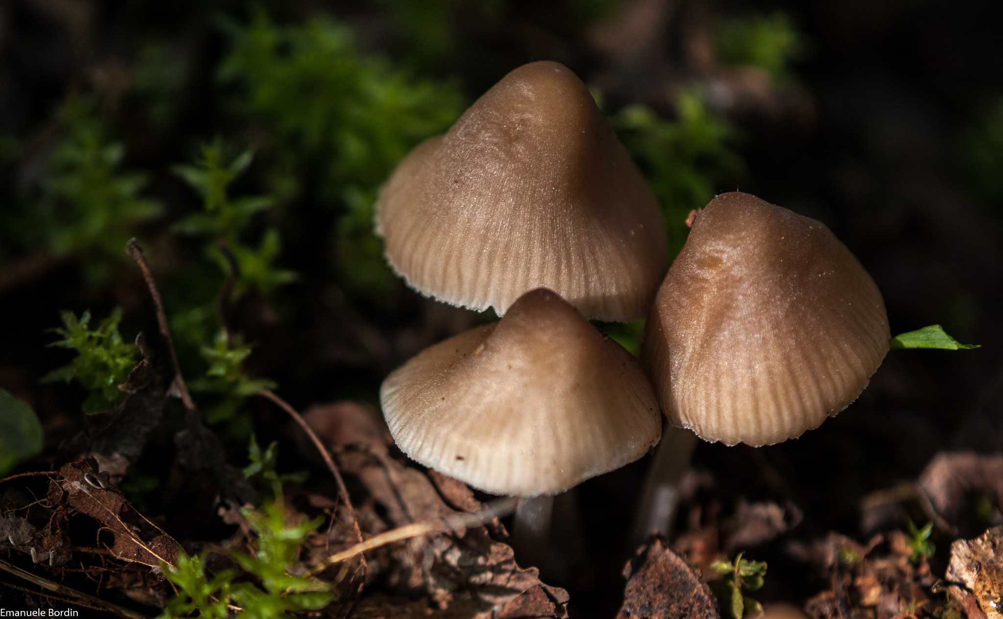 Tamron SP AF 180mm F3.5 Di LD (IF) Macro sample photo. Three little mushrooms photography