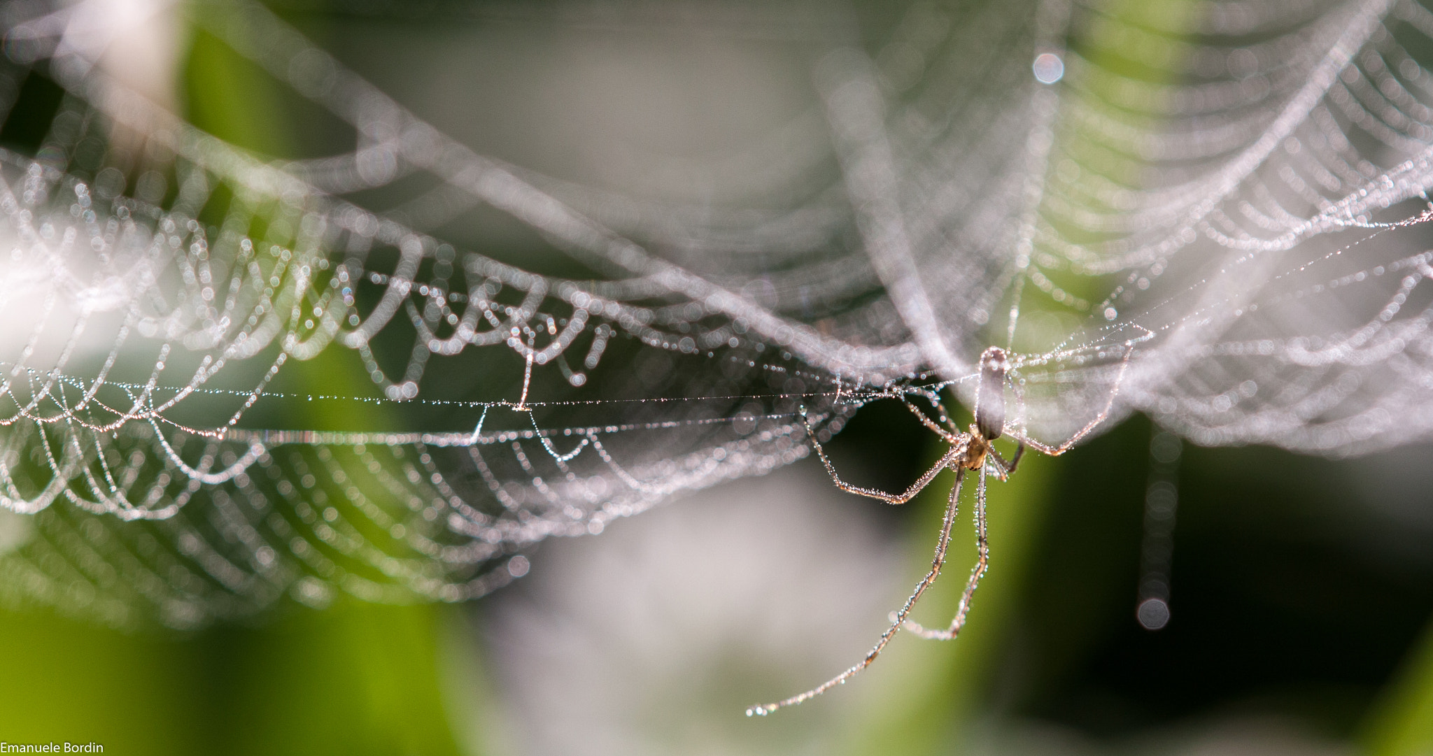 Canon EOS 40D + Tamron SP AF 180mm F3.5 Di LD (IF) Macro sample photo. Spider photography