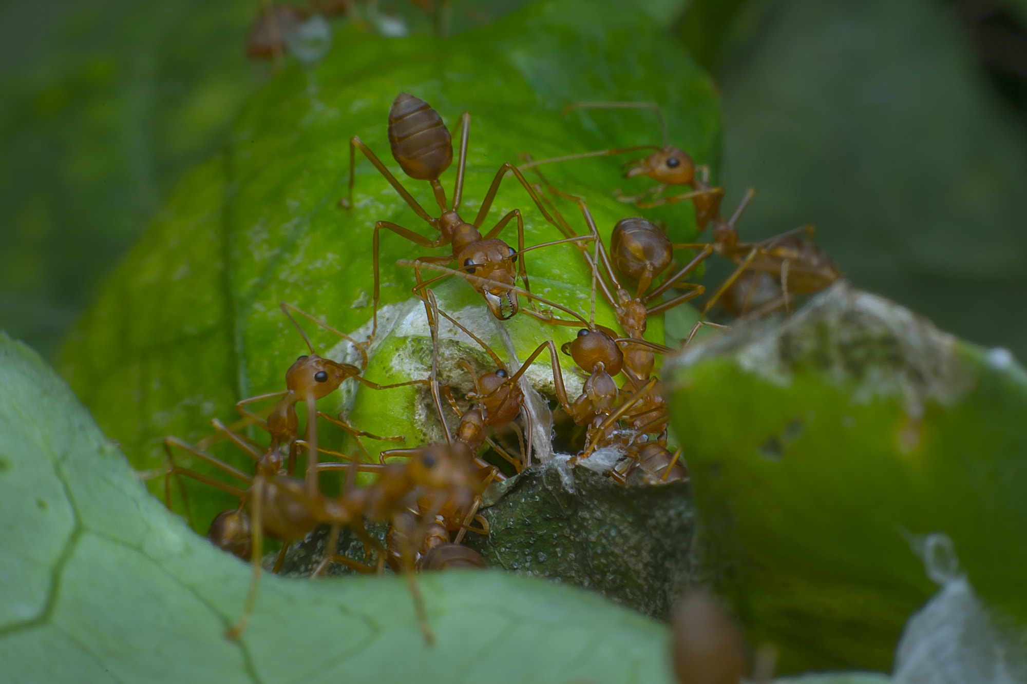 Nikon D800E sample photo. Red ants photography