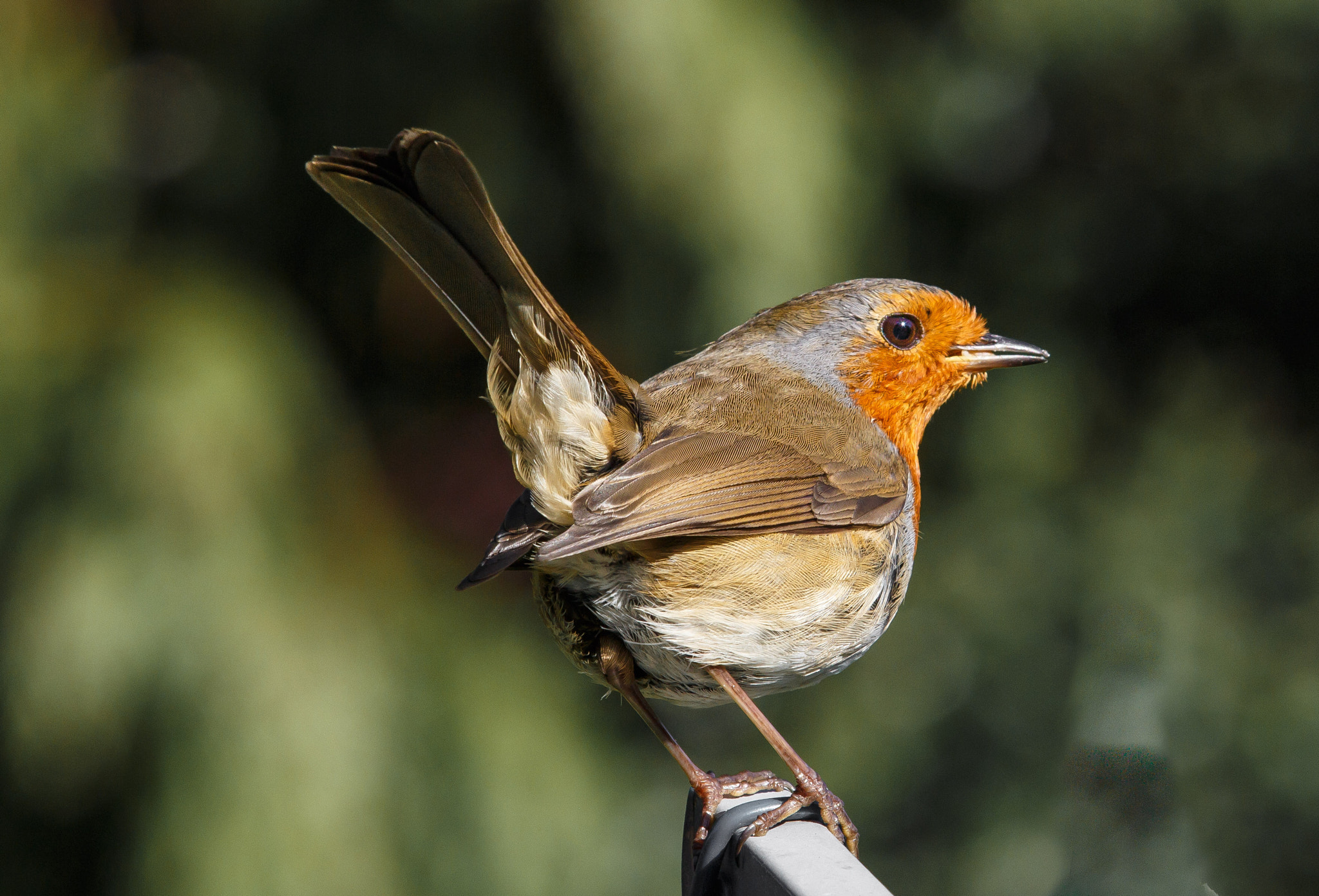 Canon EF 70-200mm F2.8L IS II USM sample photo. European robin close up photography