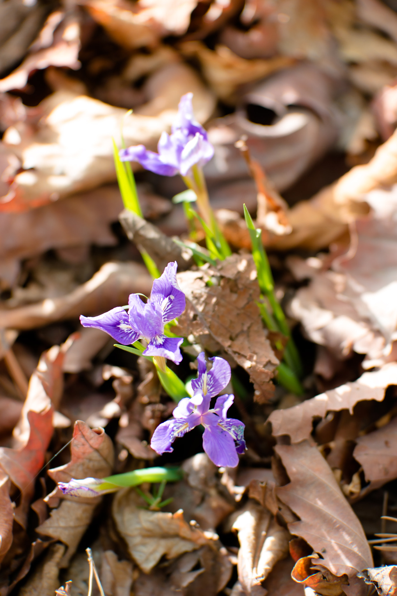 NX 50-150mm F2.8 S sample photo. In the light irises photography