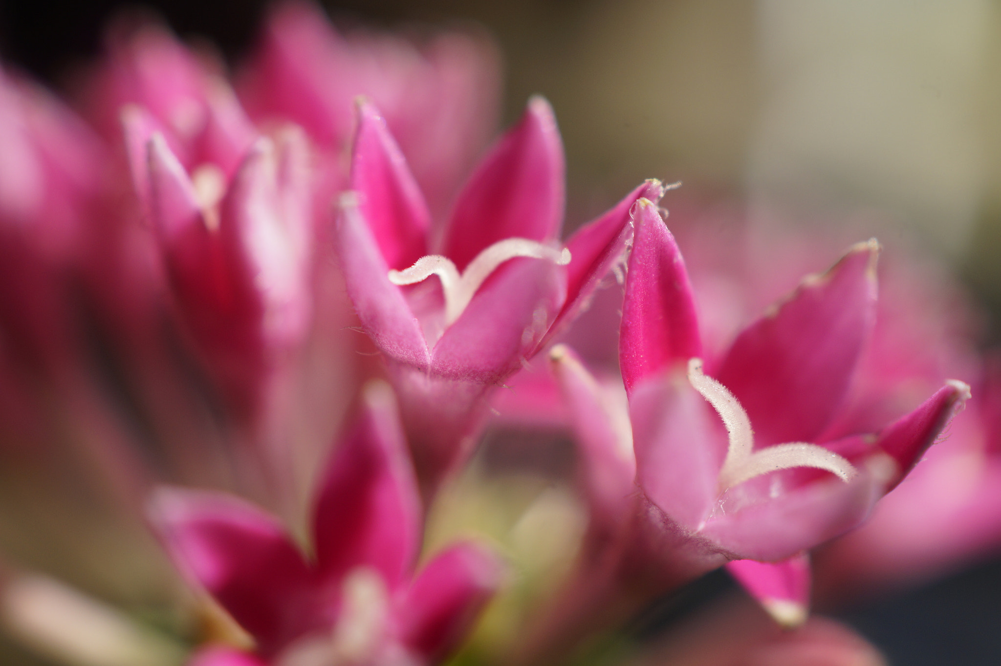 Sony SLT-A58 + Sony DT 30mm F2.8 Macro SAM sample photo. Pink- blossom photography