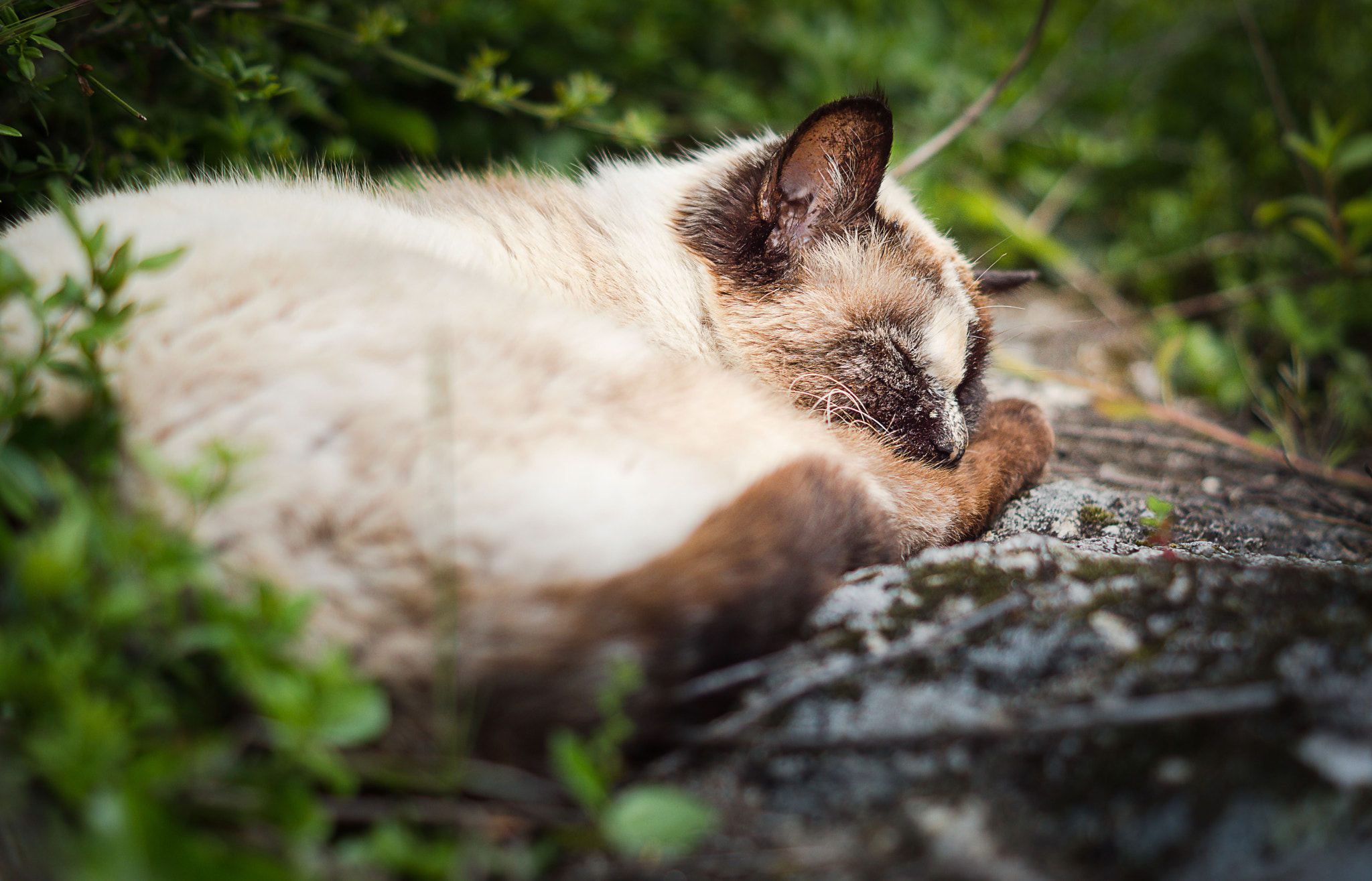 Sony SLT-A68 + Sony DT 50mm F1.8 SAM sample photo. Silence the cat is resting! photography
