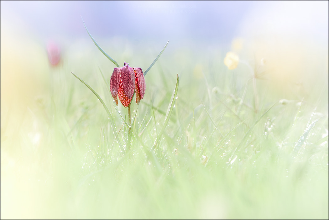 Sigma 50-500mm F4.5-6.3 DG OS HSM sample photo. Schachbrettblume photography