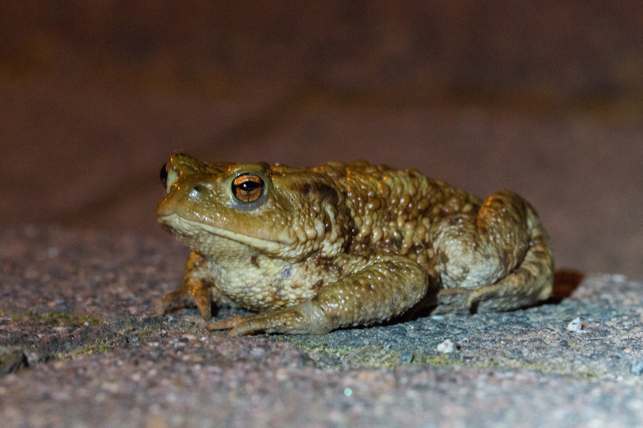 Sony SLT-A58 + 90mm F2.8 Macro SSM sample photo. _dsc0195.jpg photography