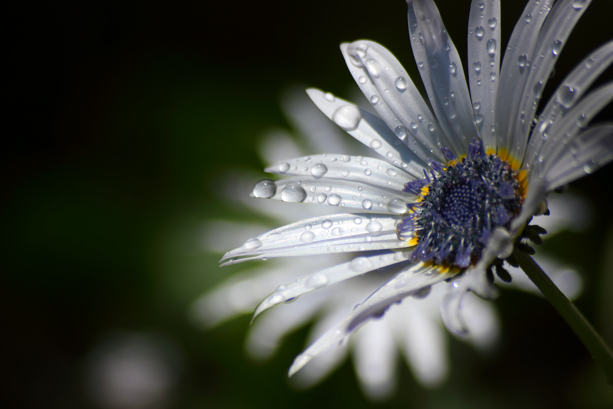 Sigma 55-200mm f/4-5.6 DC sample photo. Metallic photography