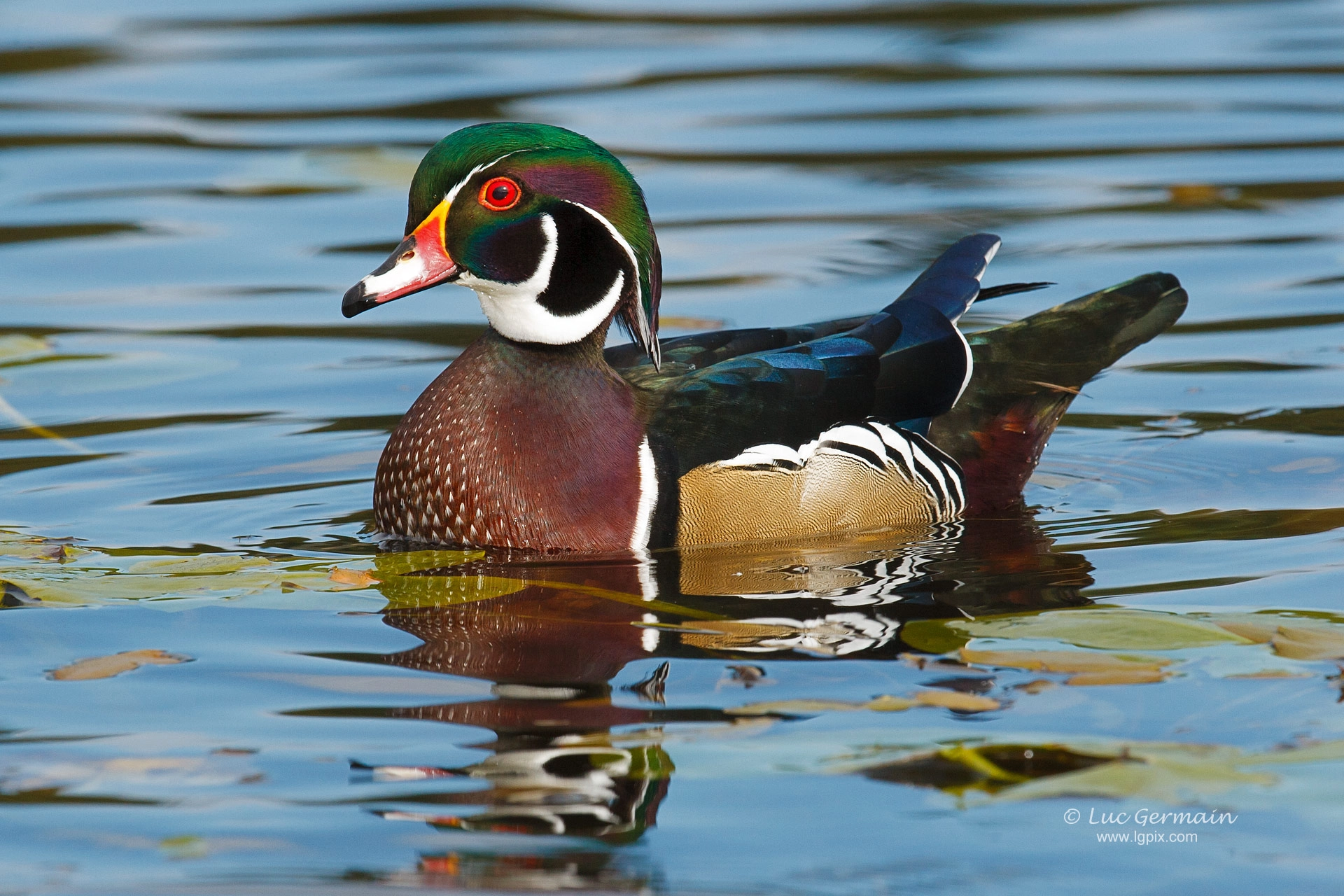 Canon EF 100-400mm F4.5-5.6L IS USM sample photo. Wood duck photography