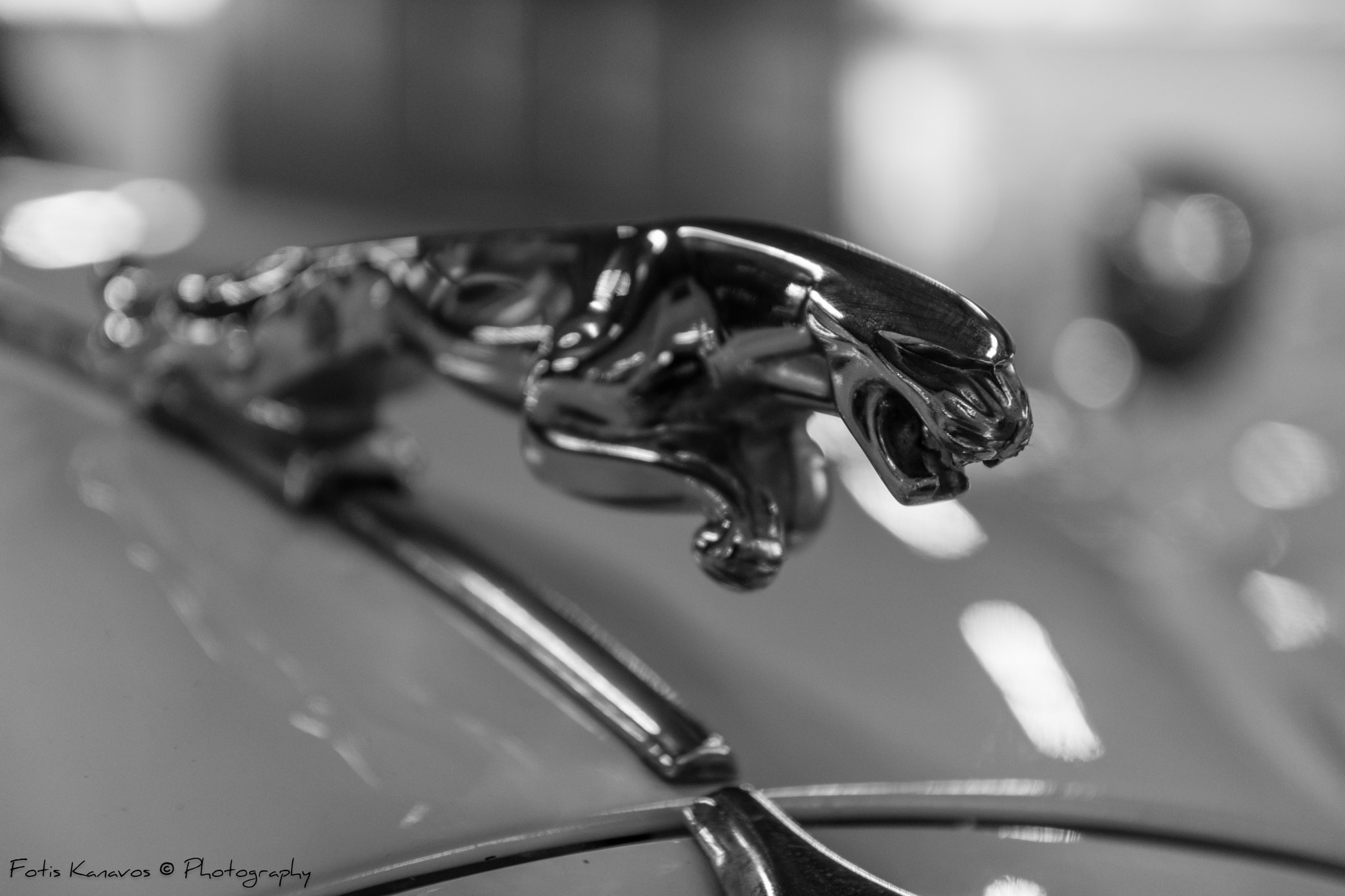 AF-S VR DX 16-80mm f/2.8-4.0E ED sample photo. Jaguar !! photography