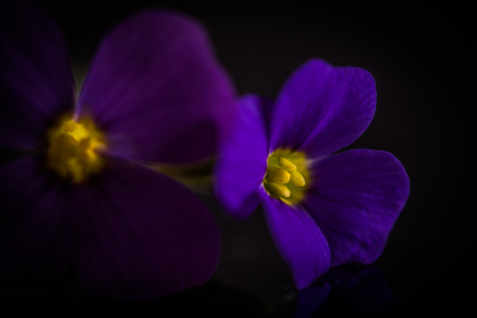 Olympus M.Zuiko Digital ED 60mm F2.8 Macro sample photo. Glow photography