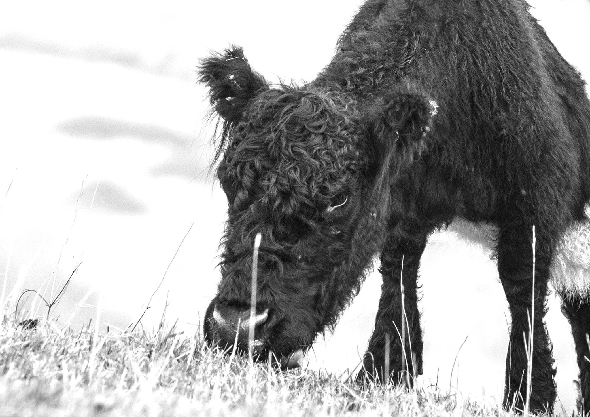 Sony Alpha DSLR-A700 sample photo. Lawnmower photography