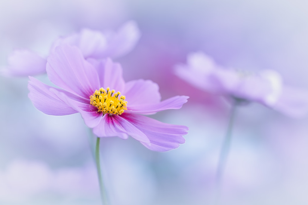 Fantasia by L.th on 500px.com
