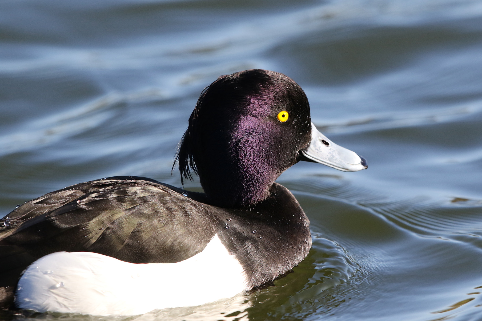 Canon EF 500mm F4L IS II USM sample photo. Tufted duck photography