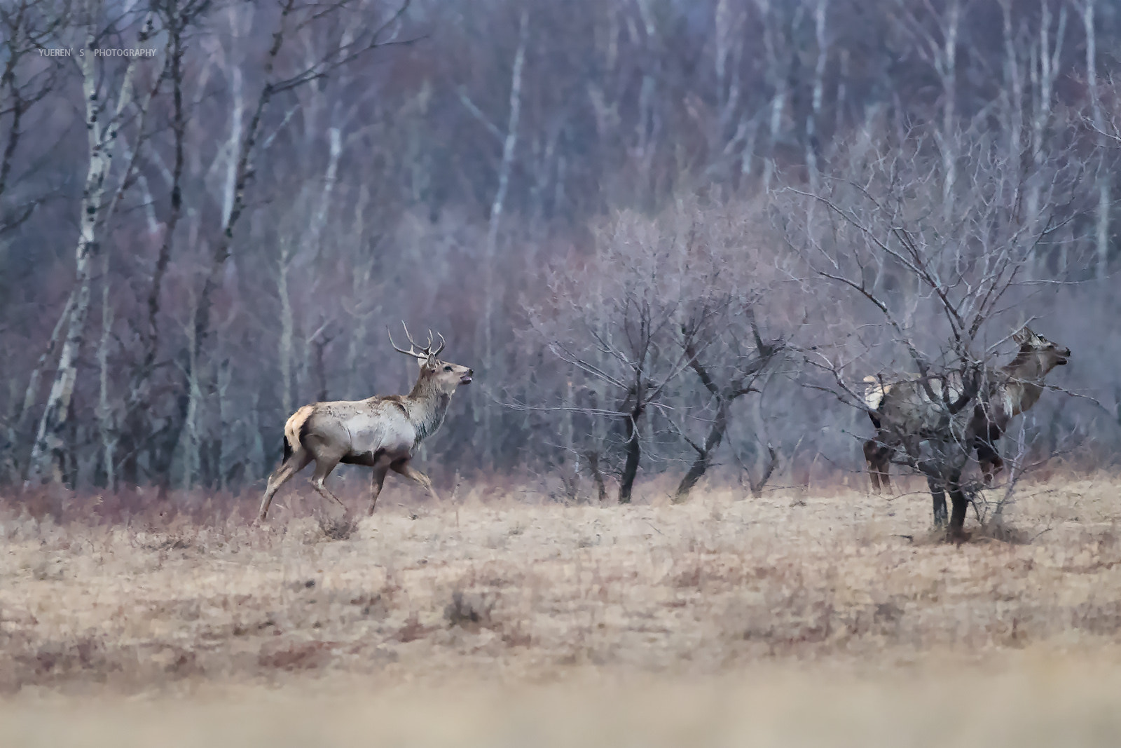 Nikon D5 + Nikon AF-S Nikkor 600mm F4G ED VR sample photo. 桦林边的马鹿 photography