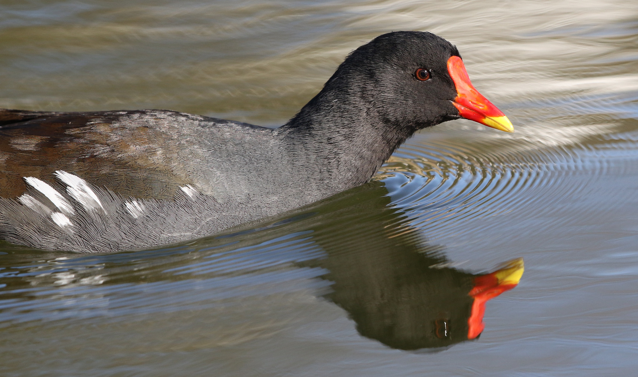 Canon EF 500mm F4L IS II USM sample photo. Moorhen photography